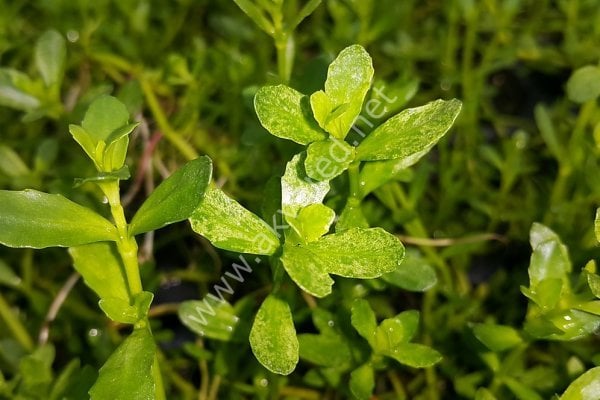 Bacopa monnieri variegatus ADET