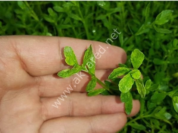 Bacopa monnieri variegatus ADET
