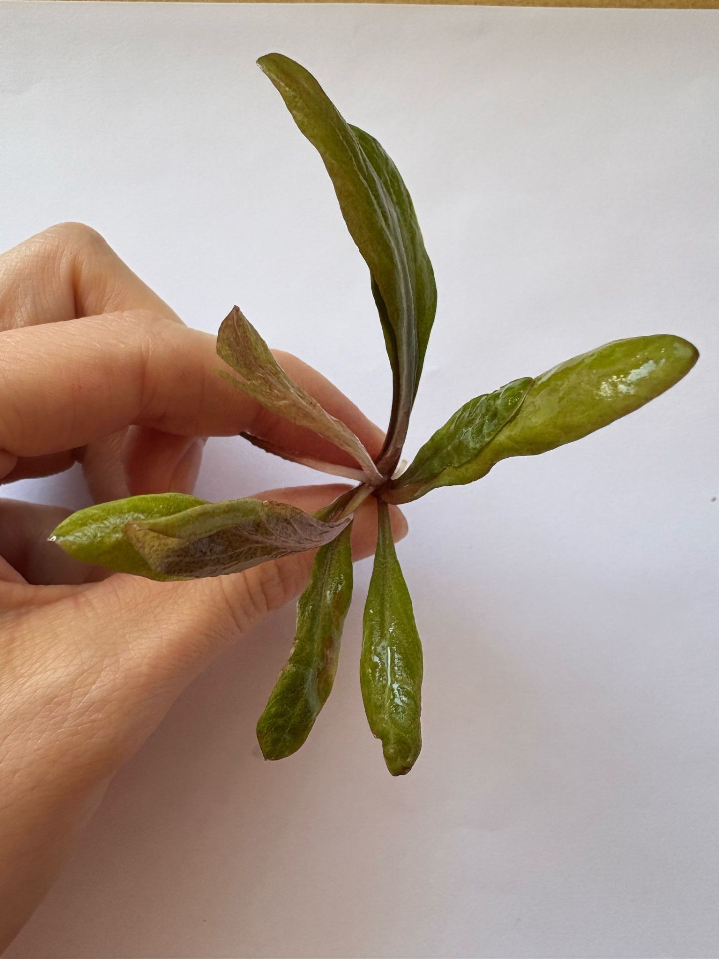 Samolus parviflorus red  İTHAL BUKET