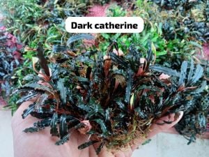 Bucephalandra catherinae dark 10x10cm PORSİYON ÖN SİPARİŞ
