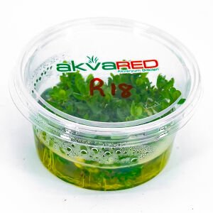 Ammannia / Rotala bonsai IN VITRO CUP