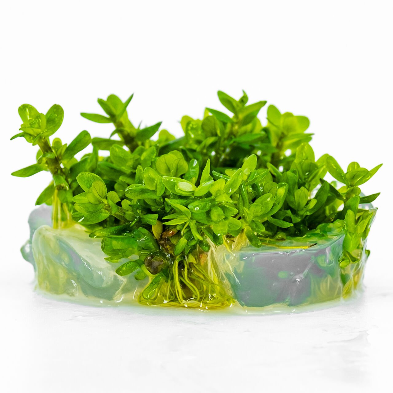 Ammannia / Rotala bonsai IN VITRO CUP