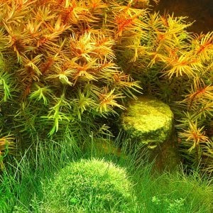 Didiplis diandra IN VITRO CUP