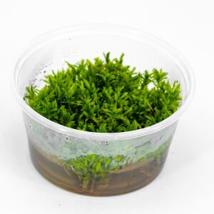 Didiplis diandra IN VITRO CUP