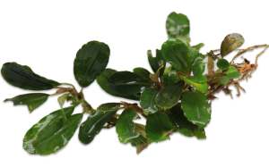 Bucephalandra hermes ADET