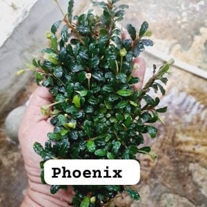 Bucephalandra phoenix 10x10cm PORSİYON ÖN SİPARİŞ