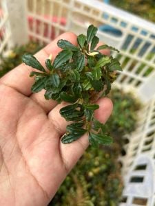 Bucephalandra red bronze 10x10cm PORSİYON