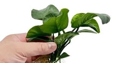 Anubias barteri butterfly ADET İTHAL