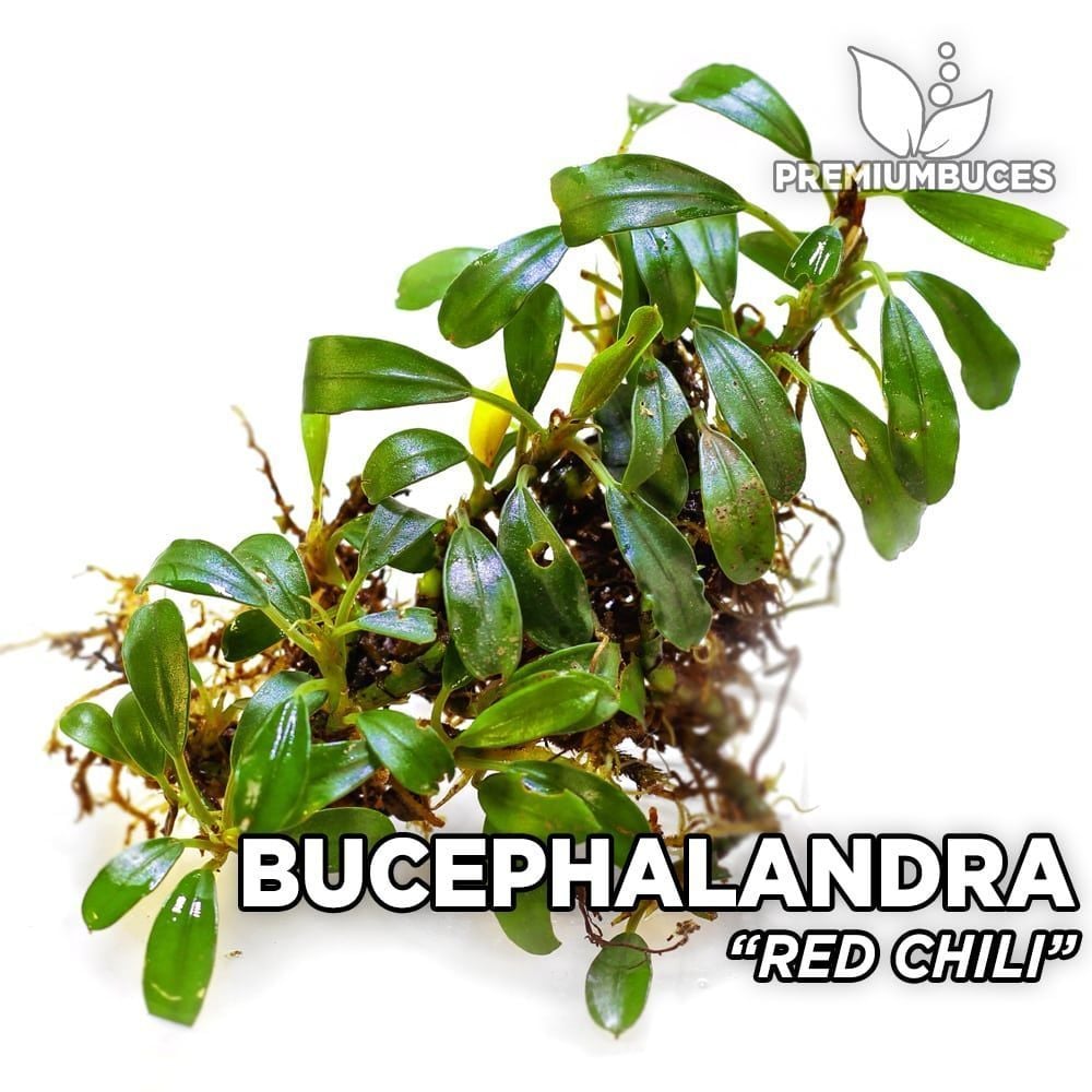 Bucephalandra red chilli 10x10 cm PORSİYON ÖN SİPARİŞ