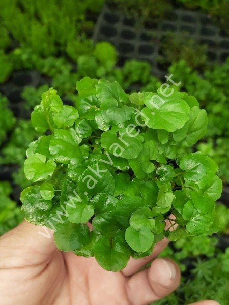 Cardamine lyrate Vietnam SAKSI