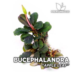Bucephalandra mini boy karışık mix paket PORSİYON 10x10 cm ÖN SİPARİŞ