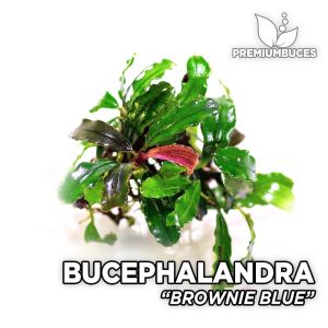 Bucephalandra mini boy karışık mix paket PORSİYON 10x10 cm ÖN SİPARİŞ