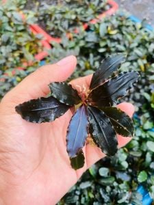 Bucephalandra black venti ADET ÖN SİPARİŞ