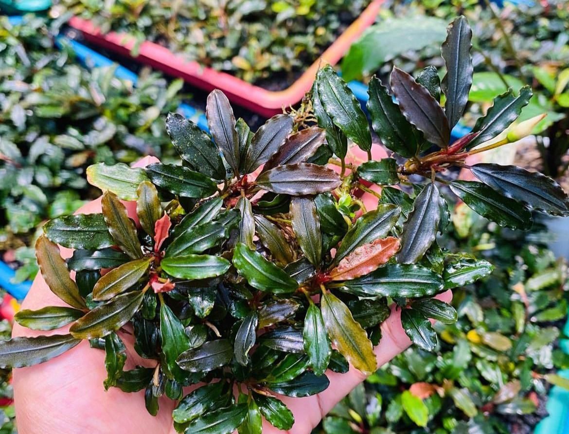 Bucephalandra blue bell ADET ÖN SİPARİŞ