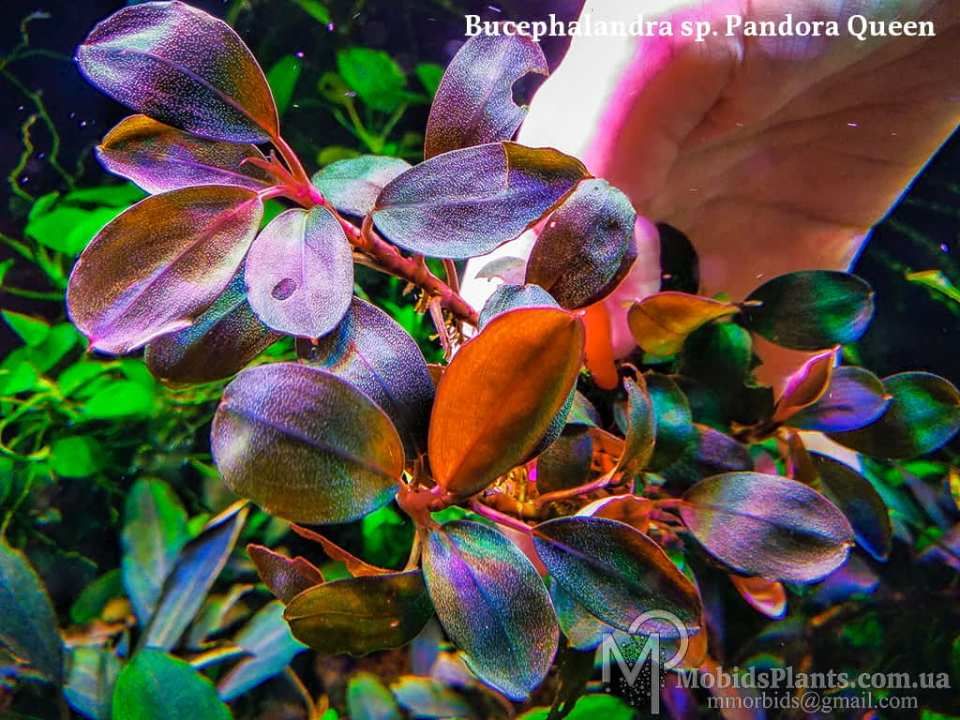 Bucephalandra pandora queen ADET ÖN SİPARİŞ