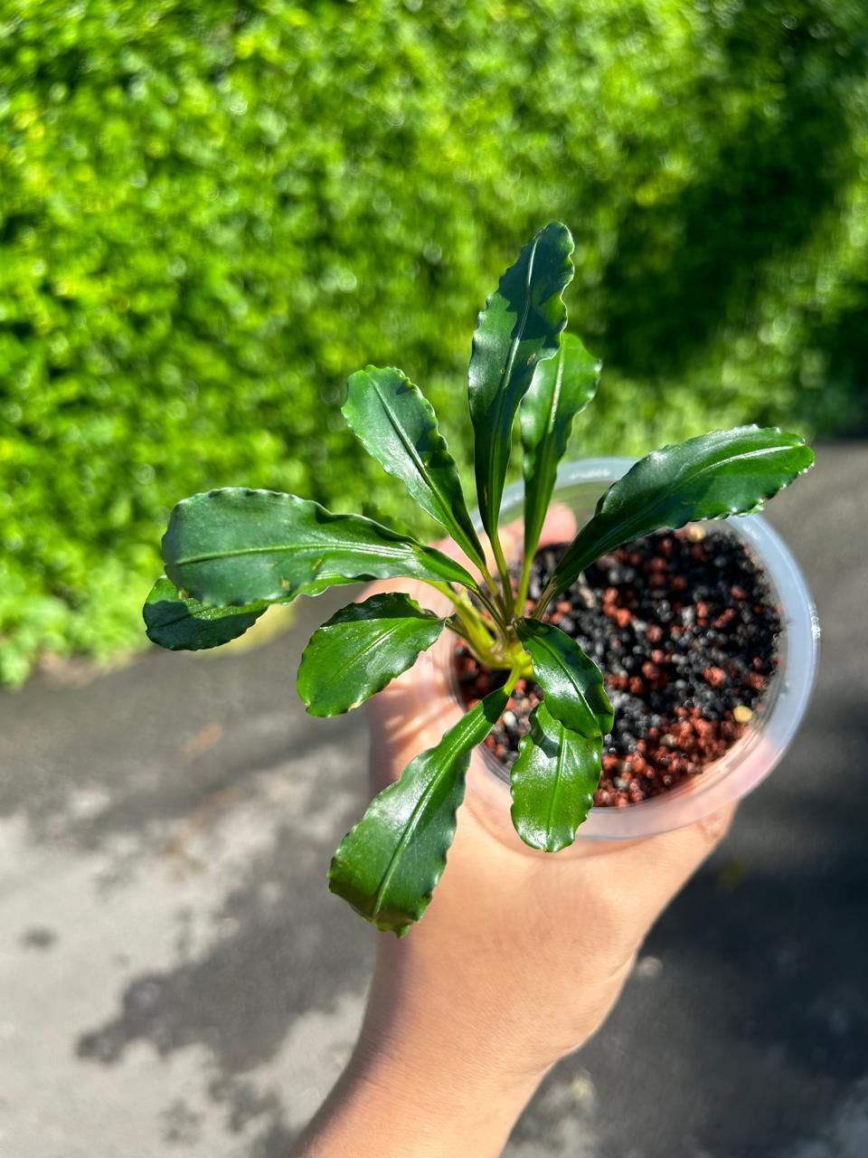 Bucephalandra taloga ADET ÖN SİPARİŞ
