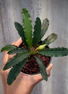 Bucephalandra taloga ADET ÖN SİPARİŞ