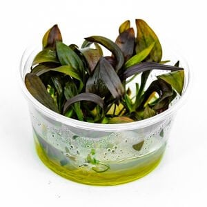 Echinodorus red diamond IN VITRO CUP