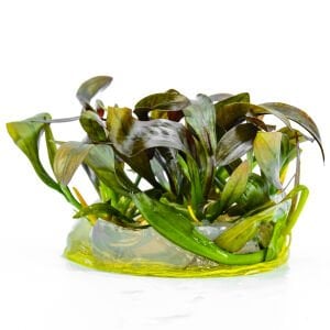 Echinodorus red diamond IN VITRO CUP