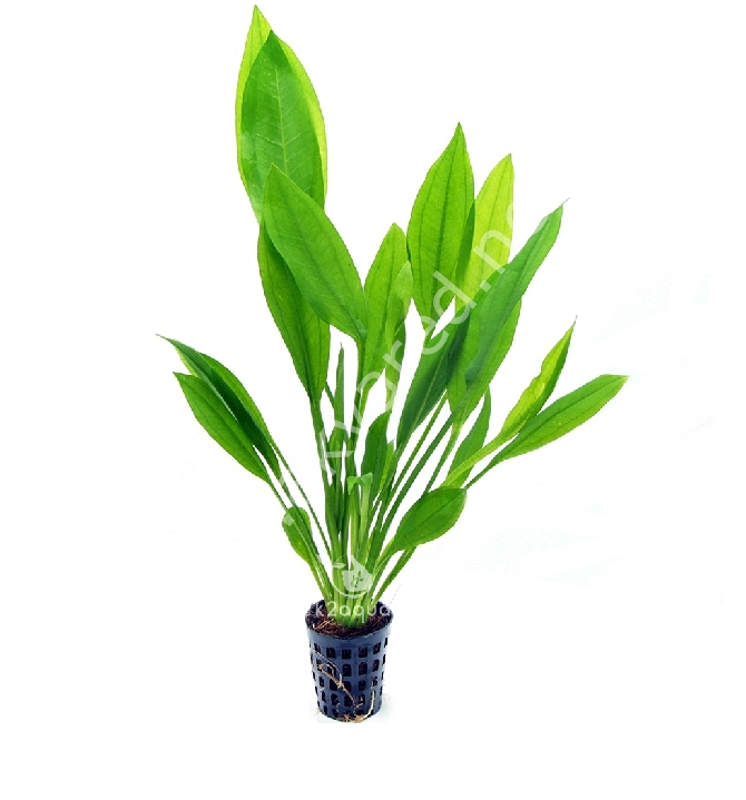 Echinodorus bleheri XL İTHAL BUKET ÖN SİPARİŞ