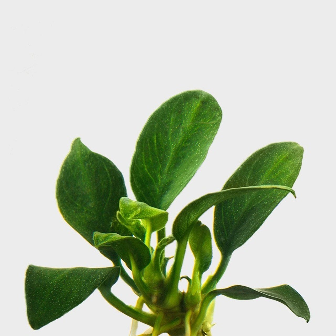 Anubias nana petite ADET