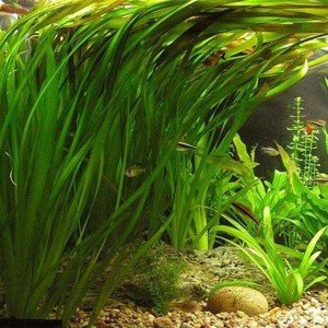 Vallisneria gigantea green (Dev Saz) İTHAL BUKET