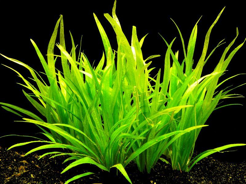 Echinodorus latifolius İTHAL BUKET ÖN SİPARİŞ