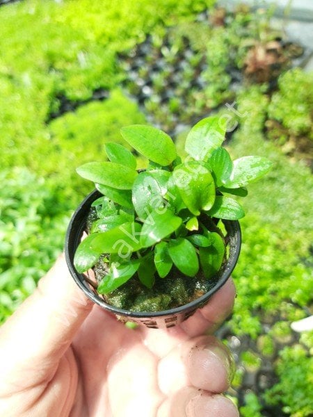 Cryptocoryne lucens SAKSI