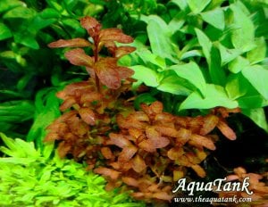 Ludwigia guniea SAKSI