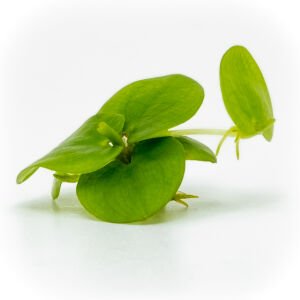 Limnobium laevigatum (Amazon Frogbit) ADET