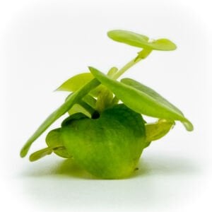 Limnobium laevigatum (Amazon Frogbit) ADET