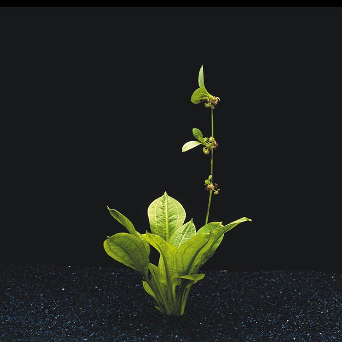 Echinodorus parviflorus tropica ADET ÖN SİPARİŞ