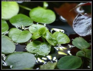 Limnobium laevigatum (Amazon Frogbit) ADET