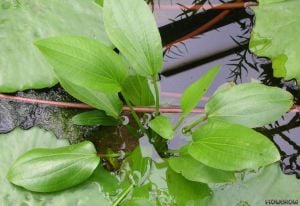 Echinodorus grandifolius muricatus İTHAL BUKET