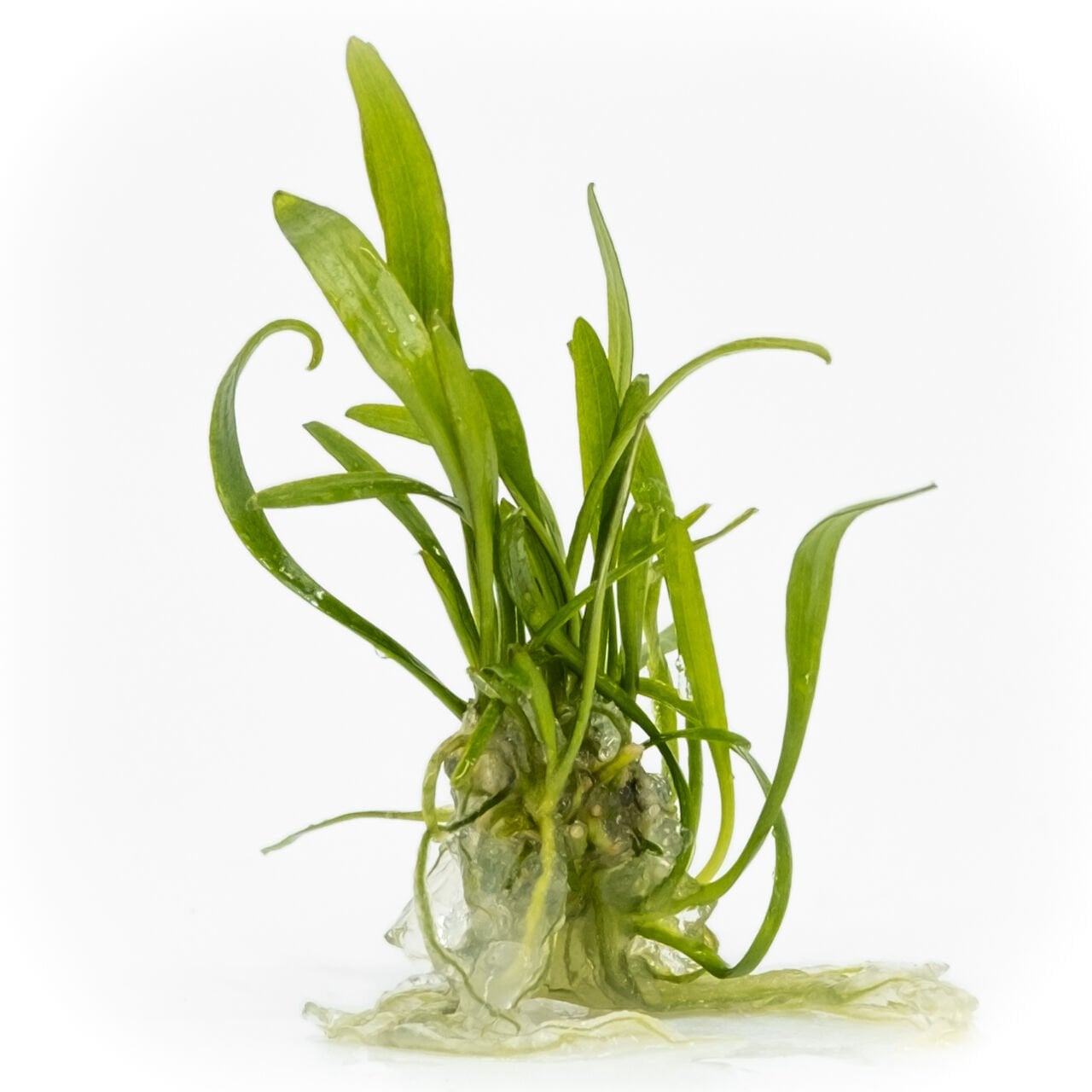Cryptocoryne lucens EXVITRO