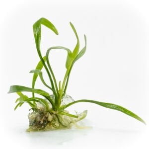 Cryptocoryne lucens EXVITRO