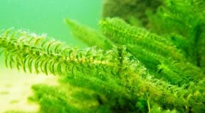 Egeria densa (Elodea) İTHAL BUKET ÖN SİPARİŞ