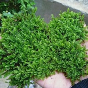 Gorontalo moss 5 gr - ÖN SİPARİŞ
