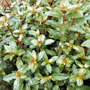 Ammannia capitella İTHAL BUKET