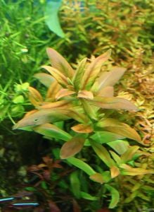 Ammannia capitella İTHAL BUKET