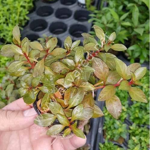 Ludwigia rubin / super red İTHAL BUKET ÖN SİPARİŞ