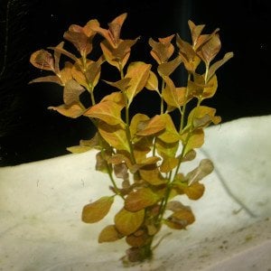 Ludwigia ovalis İTHAL BUKET ÖN SİPARİŞ