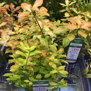 Ludwigia ovalis İTHAL BUKET ÖN SİPARİŞ