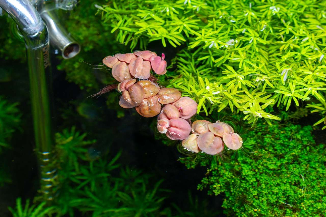 Phyllanthus fluitans red ADET ÖN SİPARİŞ