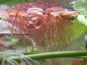 Phyllanthus fluitans red ADET ÖN SİPARİŞ