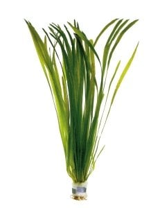 Vallisneria asiatica İTHAL BUKET ÖN SİPARİŞ