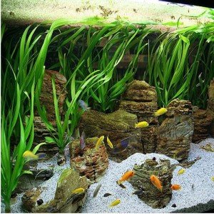 Vallisneria asiatica İTHAL BUKET ÖN SİPARİŞ