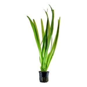 Vallisneria gigantea (Dev Saz) green İTHAL BUKET  ÖN SİPARİŞ