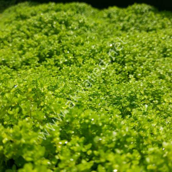 Hemianthus callitrichoides cuba IN VITRO CUP