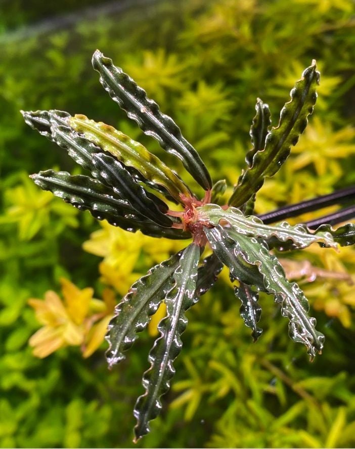 Bucephalandra red velvet ADET